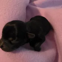 Jasmine, a female Morkie for sale in Klamath Falls, OR – Photo 9 of 10