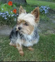 Jasmine, a female Morkie for sale in Klamath Falls, OR – Photo 9 of 10