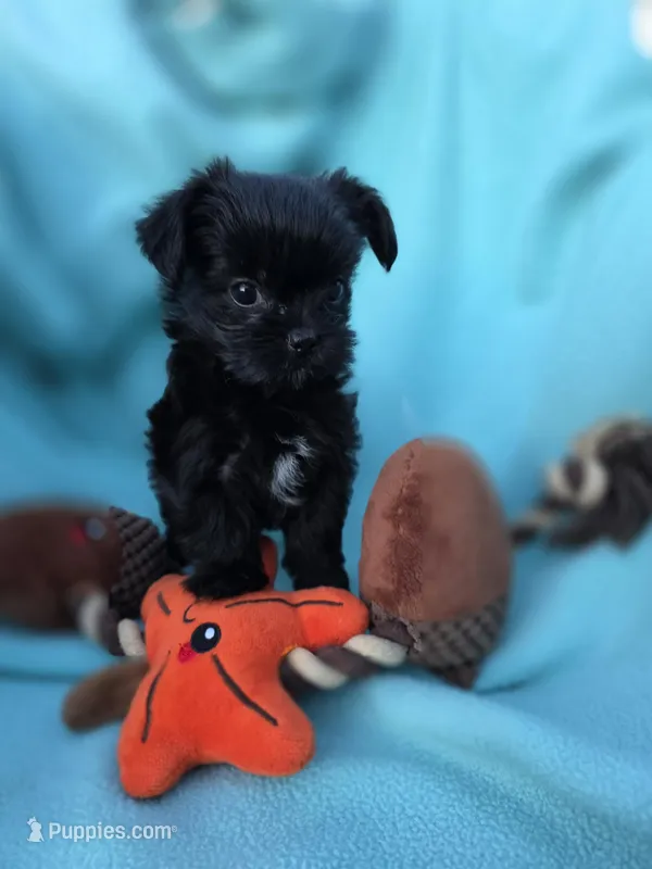 Jasmine – Morkie puppy for sale in Klamath Falls, OR