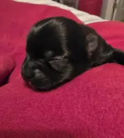 Jasmine, a female Morkie for sale in Klamath Falls, OR – Photo 10 of 10