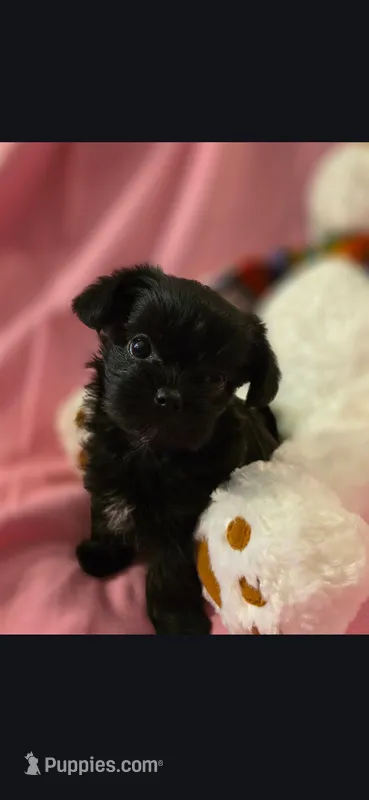 Jasmine – Morkie puppy for sale in Klamath Falls, OR