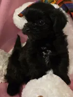 Jasmine, a female Morkie for sale in Klamath Falls, OR – Photo 6 of 10