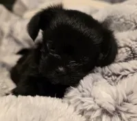 Jasmine, a female Morkie for sale in Klamath Falls, OR – Photo 5 of 10