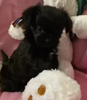 Jasmine, a female Morkie for sale in Klamath Falls, OR – Photo 2 of 10