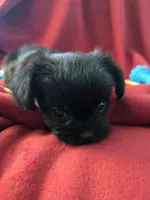 Jasmine, a female Morkie for sale in Klamath Falls, OR – Photo 7 of 10