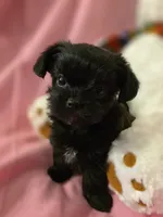 Jasmine, a female Morkie for sale in Klamath Falls, OR – Photo 3 of 10