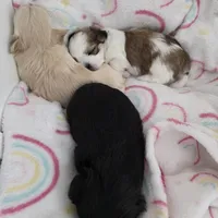 Rolex, a male Morkie for sale in Klamath Falls, OR – Photo 4 of 10