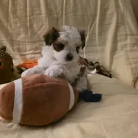 Rolex, a male Morkie for sale in Klamath Falls, OR – Photo 8 of 10