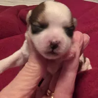 Rolex, a male Morkie for sale in Klamath Falls, OR – Photo 9 of 10