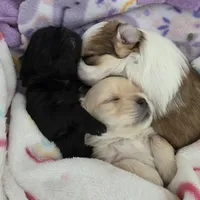 Rolex, a male Morkie for sale in Klamath Falls, OR – Photo 3 of 10