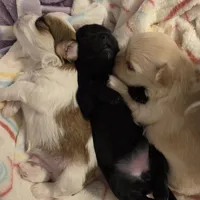 Rolex, a male Morkie for sale in Klamath Falls, OR – Photo 2 of 10