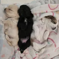 Rolex, a male Morkie for sale in Klamath Falls, OR – Photo 7 of 10