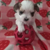 Rolex, a male Morkie for sale in Klamath Falls, OR – Photo 5 of 10