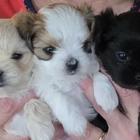 Rolex, a male Morkie for sale in Klamath Falls, OR – Photo 1 of 10