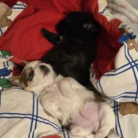 Rolex, a male Morkie for sale in Klamath Falls, OR – Photo 6 of 10