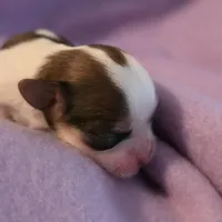 Rolex, a male Morkie for sale in Klamath Falls, OR – Photo 10 of 10