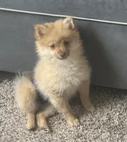 Toby, a male Pomeranian for sale in Bentonville, AR – 3 of 5
