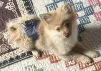 Toby, a male Pomeranian for sale in Bentonville, AR – 4 of 5