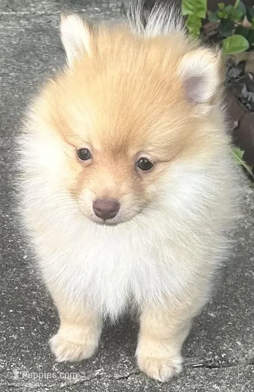 Woogie – Pomeranian puppy for sale in Bentonville, AR