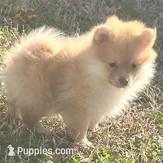 Woogie, a male Pomeranian for sale in Bentonville, AR – Photo 2 of 3