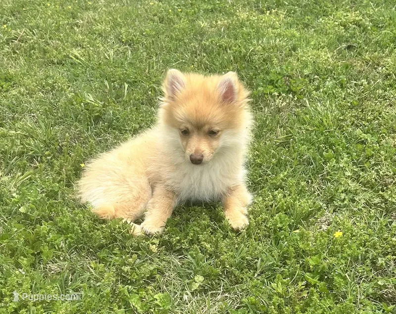 Woogie – Pomeranian puppy for sale in Bentonville, AR