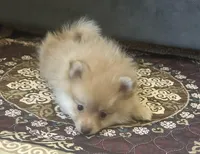 Woogie, a male Pomeranian for sale in Bentonville, AR – Photo 3 of 3