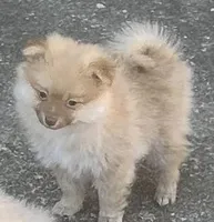 Tobias, a male Pomeranian for sale in Bentonville, AR – Photo 2 of 3