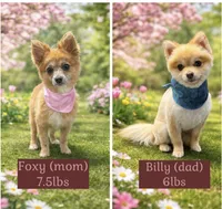 Tobias, a male Pomeranian for sale in Bentonville, AR – Photo 4 of 4
