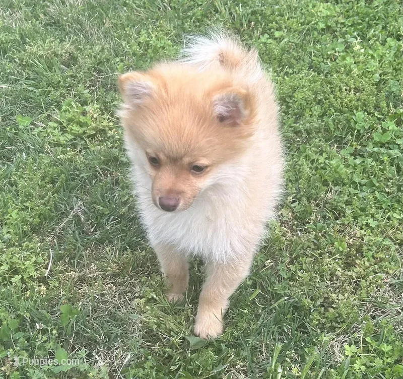 Tobias – Pomeranian puppy for sale in Bentonville, AR