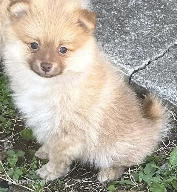 Tobias – Pomeranian puppy for sale in Bentonville, AR