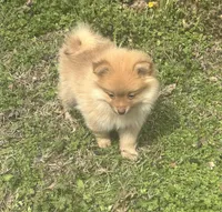 Tobias, a male Pomeranian for sale in Bentonville, AR – Photo 2 of 4