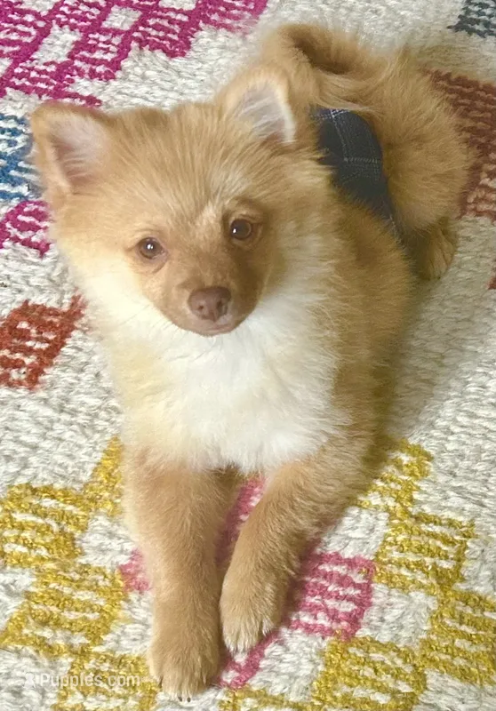 Toby – Pomeranian puppy for sale in Bentonville, AR
