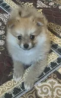 Lucy, a female Pomeranian for sale in Bentonville, AR – Photo 3 of 3