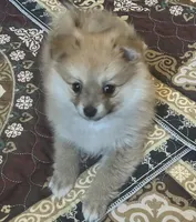 Lucy, a female Pomeranian for sale in Bentonville, AR – Photo 2 of 3