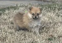 Lucy, a female Pomeranian for sale in Bentonville, AR – Photo 1 of 3