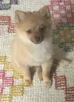 Toby, a male Pomeranian for sale in Bentonville, AR – 2 of 5