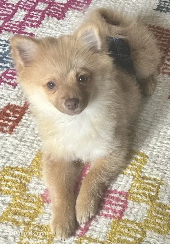 Toby – Pomeranian puppy for sale in Bentonville, AR