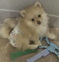 George Michael, a male Pomeranian for sale in Bentonville, AR – Photo 3 of 3