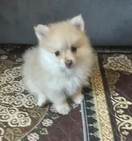 George Michael, a male Pomeranian for sale in Bentonville, AR – Photo 2 of 3