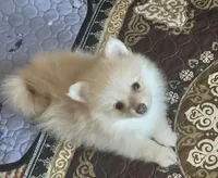 George Michael, a male Pomeranian for sale in Bentonville, AR – Photo 1 of 3