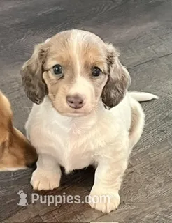 Violet – Dachshund puppy for sale in Massachusetts, MA