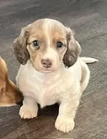 Violet, a female Dachshund for sale in Massachusetts, MA – 1 of 1