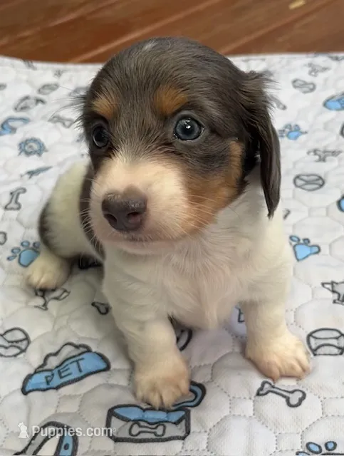 Indigo – Dachshund puppy for sale in Massachusetts, MA