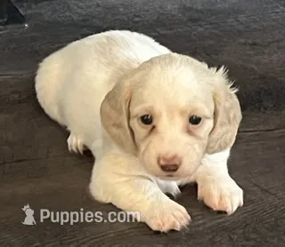Pearl – Dachshund puppy for sale in Massachusetts, MA