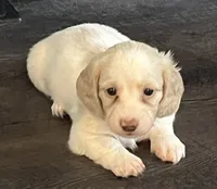 Pearl, a female Dachshund for sale in Massachusetts, MA – 1 of 2