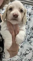 Pearl, a female Dachshund for sale in Massachusetts, MA – 2 of 2