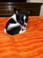 Boyd🐾🩵, a male Chihuahua for sale in Jacksonville, FL – 1 of 3