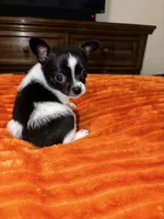 Boyd🐾🩵, a male Chihuahua for sale in Jacksonville, FL – 3 of 3