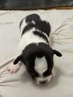 Bellaire🩵, a male Chihuahua for sale in Jacksonville, FL – Photo 2 of 5