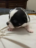 Bellaire🩵, a male Chihuahua for sale in Jacksonville, FL – Photo 3 of 5